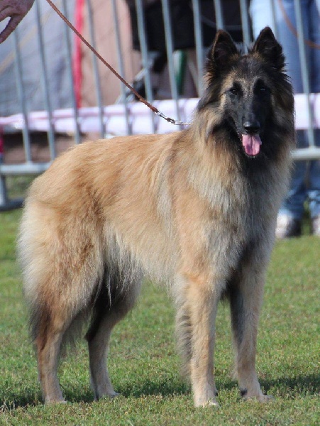 CH. Hindia's dream du Parc de la Mouline