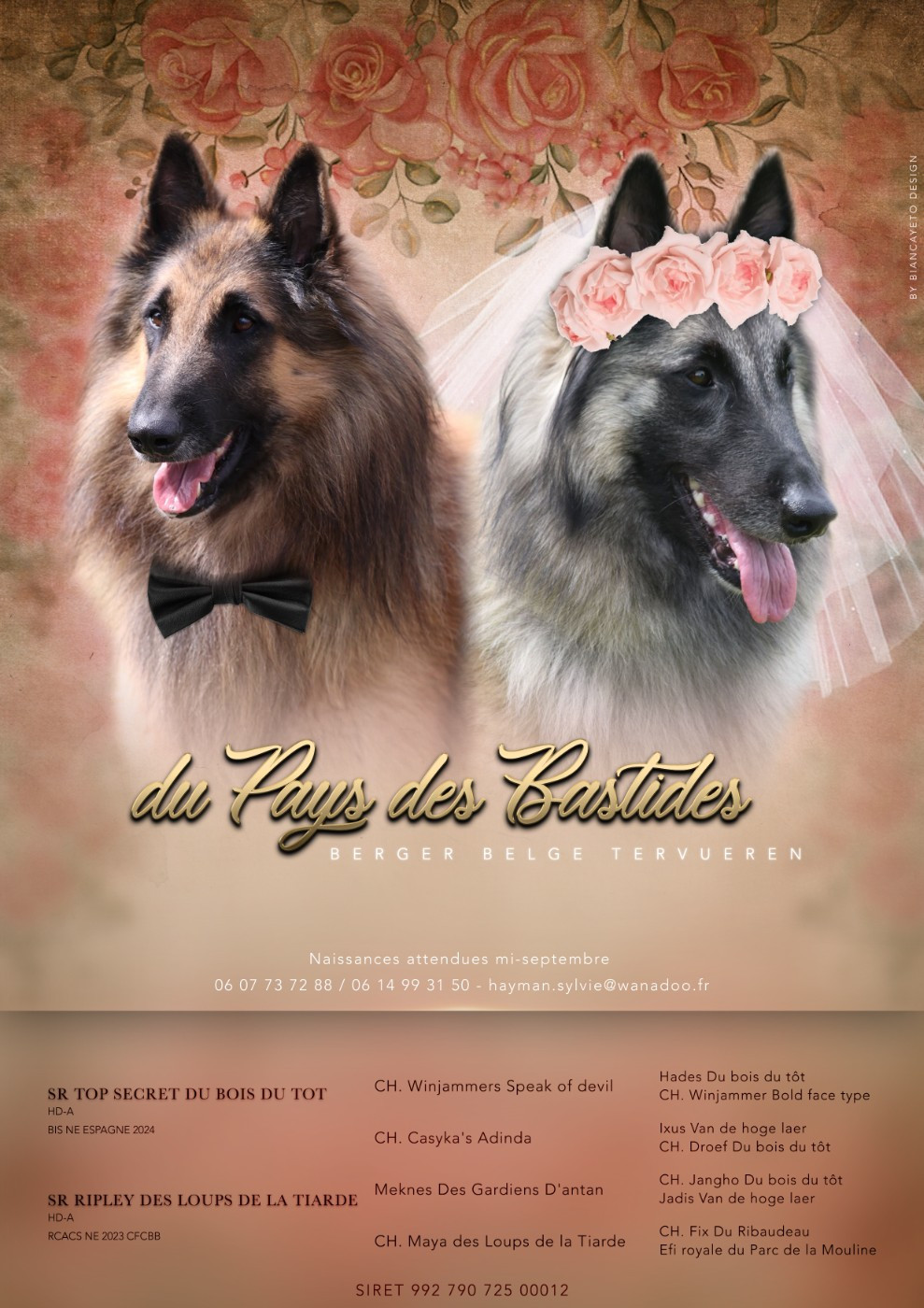 Bientôt des chiots tervuerens