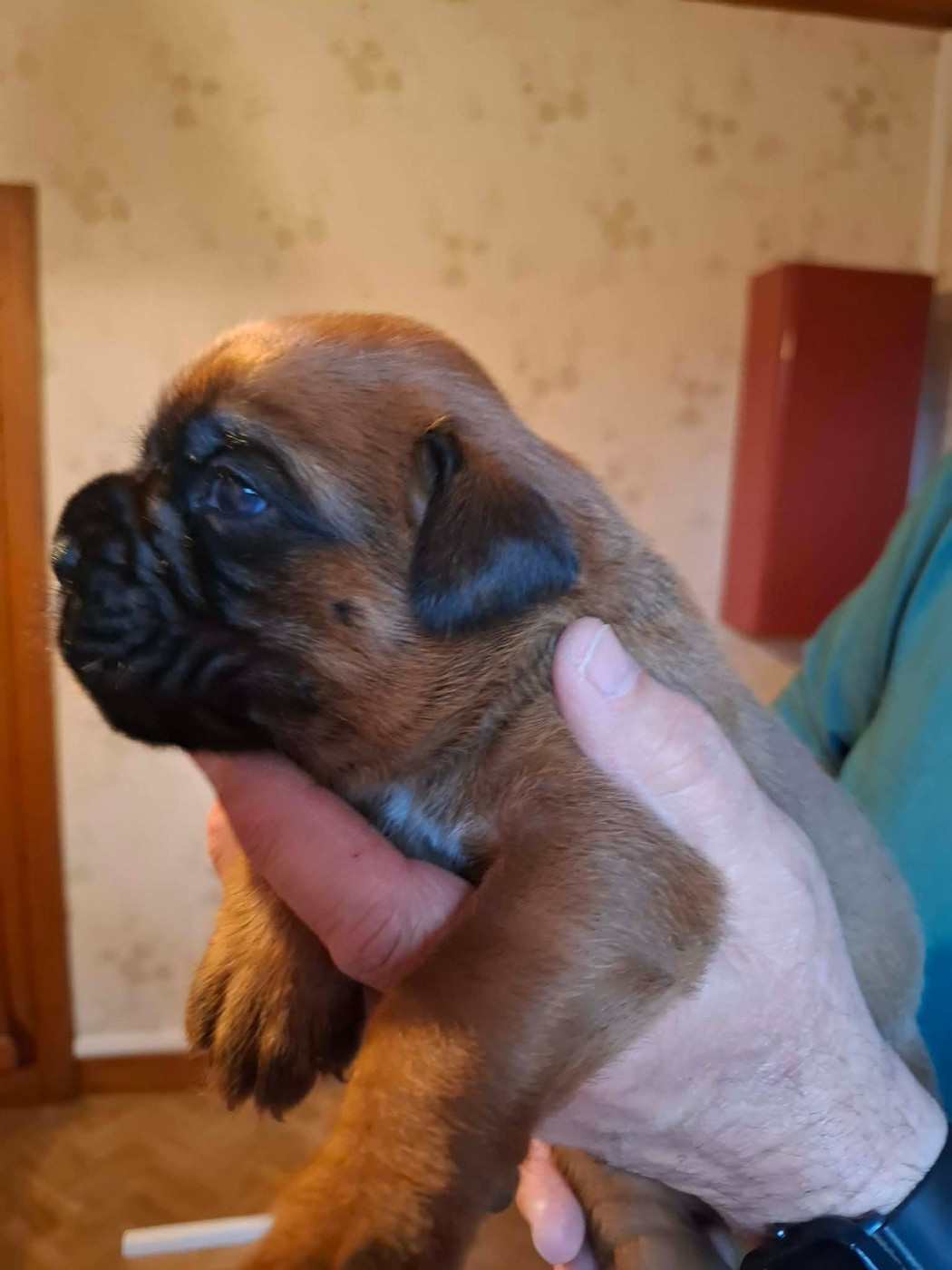 Chiot Boxer Du Pays Des Bastides