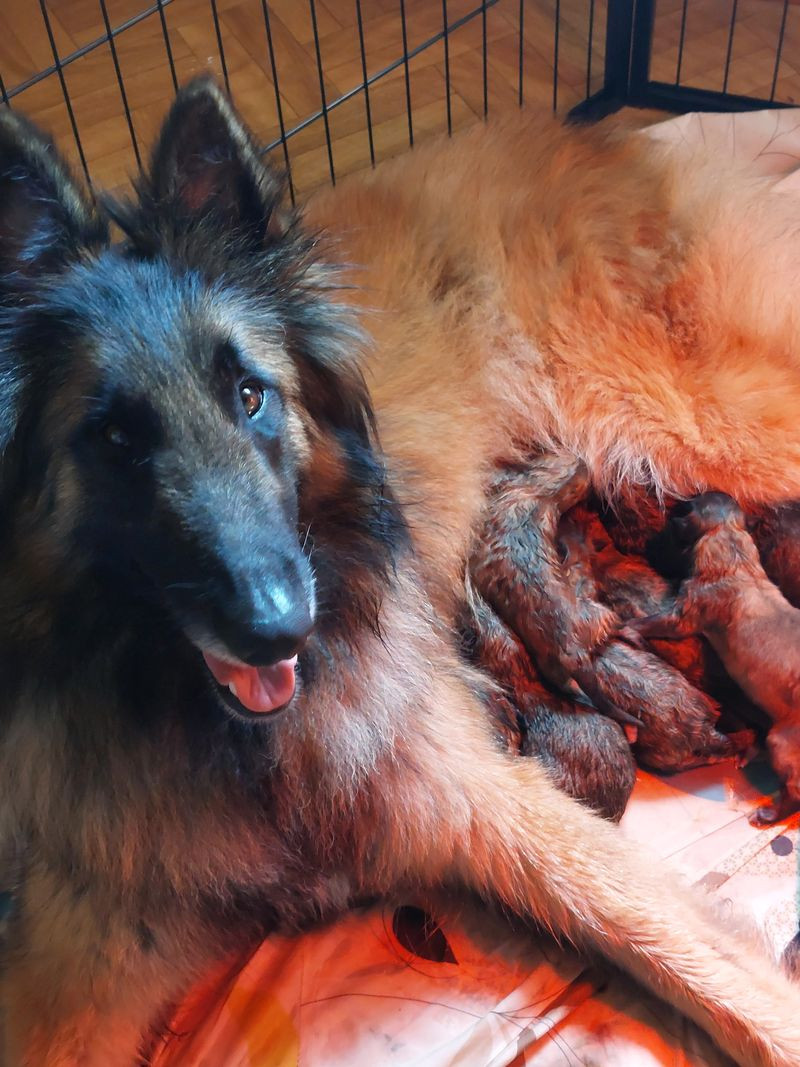 Du Pays Des Bastides - Chiots disponibles - Berger Belge