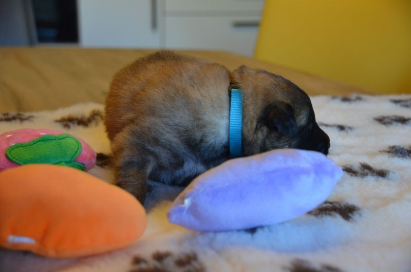 Du Pays Des Bastides - Chiots disponibles - Berger Belge