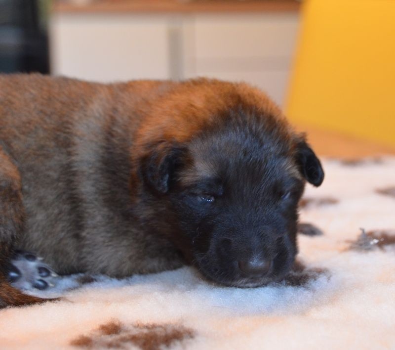 Du Pays Des Bastides - Chiots disponibles - Berger Belge