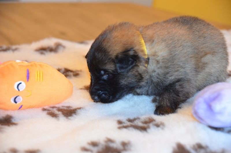 Du Pays Des Bastides - Chiots disponibles - Berger Belge