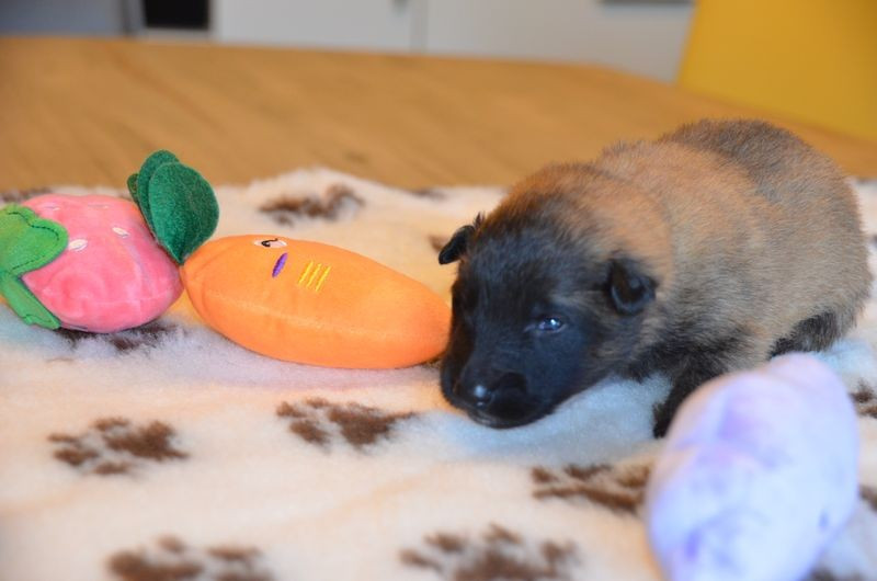 Du Pays Des Bastides - Chiots disponibles - Berger Belge