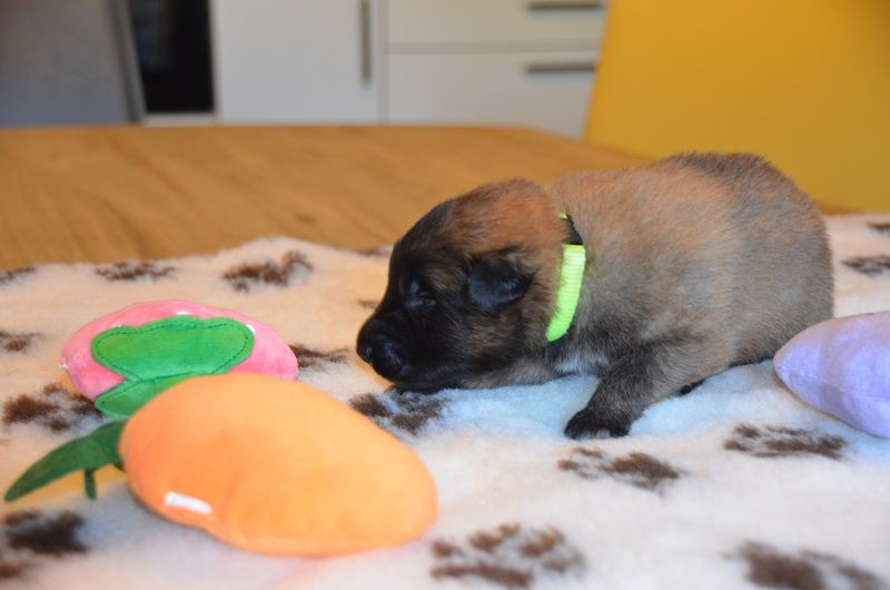 Du Pays Des Bastides - Chiots disponibles - Berger Belge