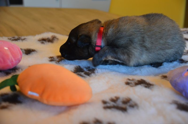 Du Pays Des Bastides - Chiots disponibles - Berger Belge