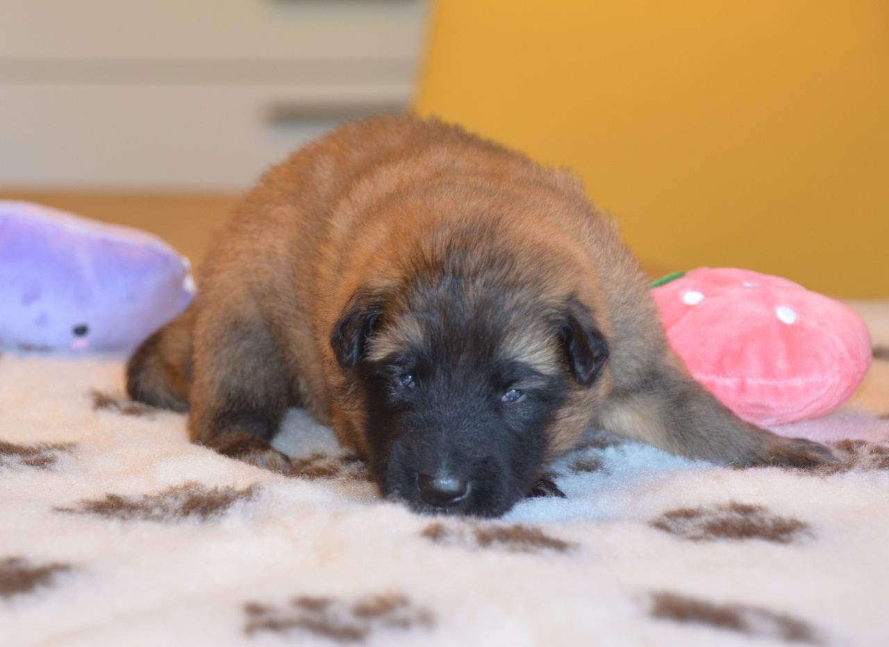 Du Pays Des Bastides - Chiots disponibles - Berger Belge