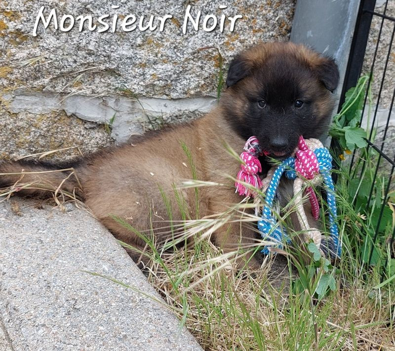 Du Pays Des Bastides - Chiots disponibles - Berger Belge