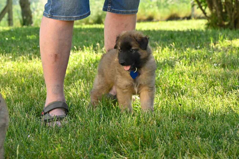 Du Pays Des Bastides - Chiots disponibles - Berger Belge