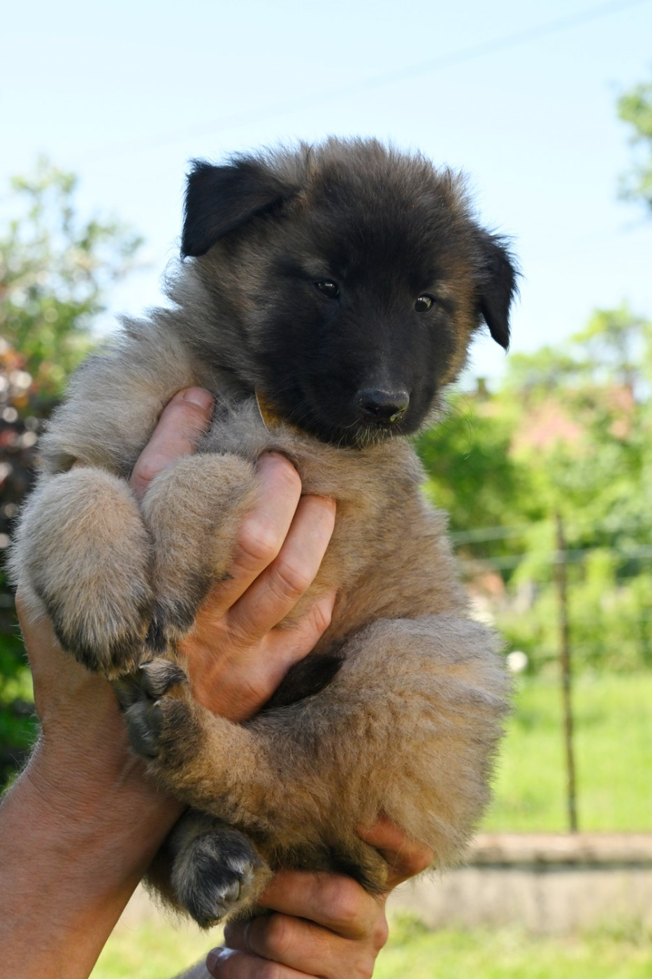 Du Pays Des Bastides - Chiots disponibles - Berger Belge