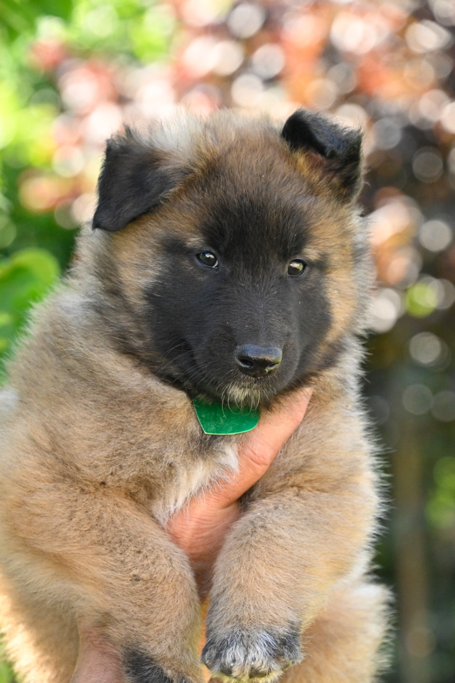 Du Pays Des Bastides - Chiots disponibles - Berger Belge