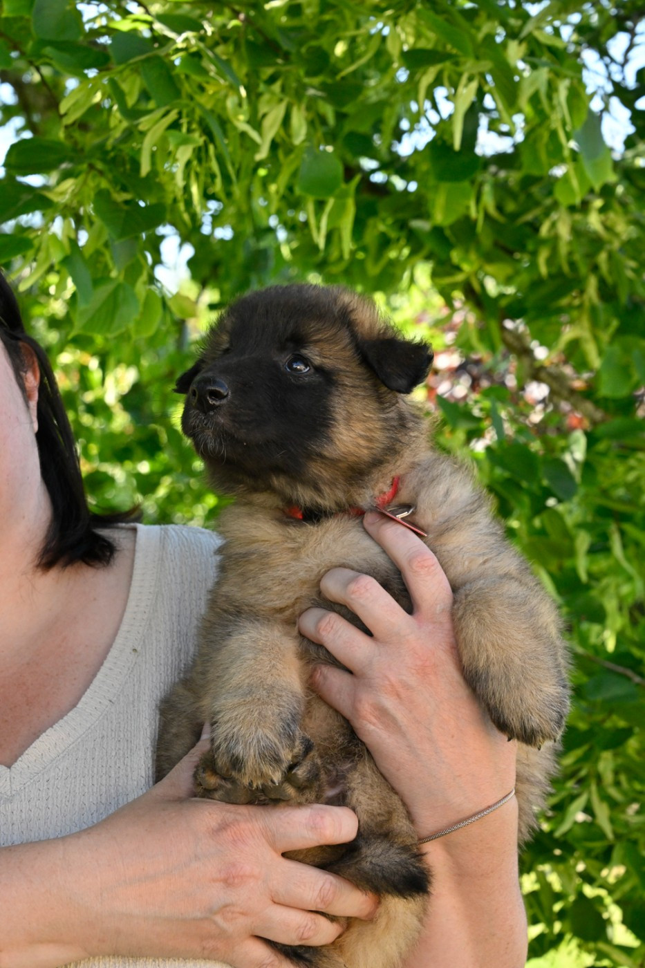 Du Pays Des Bastides - Chiots disponibles - Berger Belge