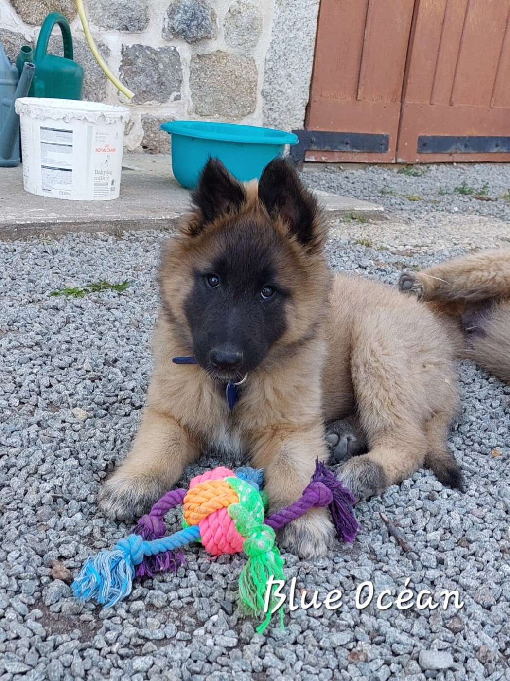 Du Pays Des Bastides - Chiots disponibles - Berger Belge
