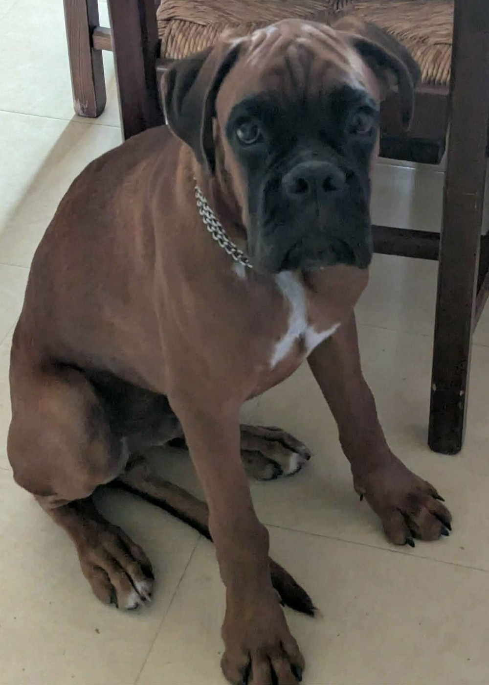 Chiot Boxer Du Pays Des Bastides