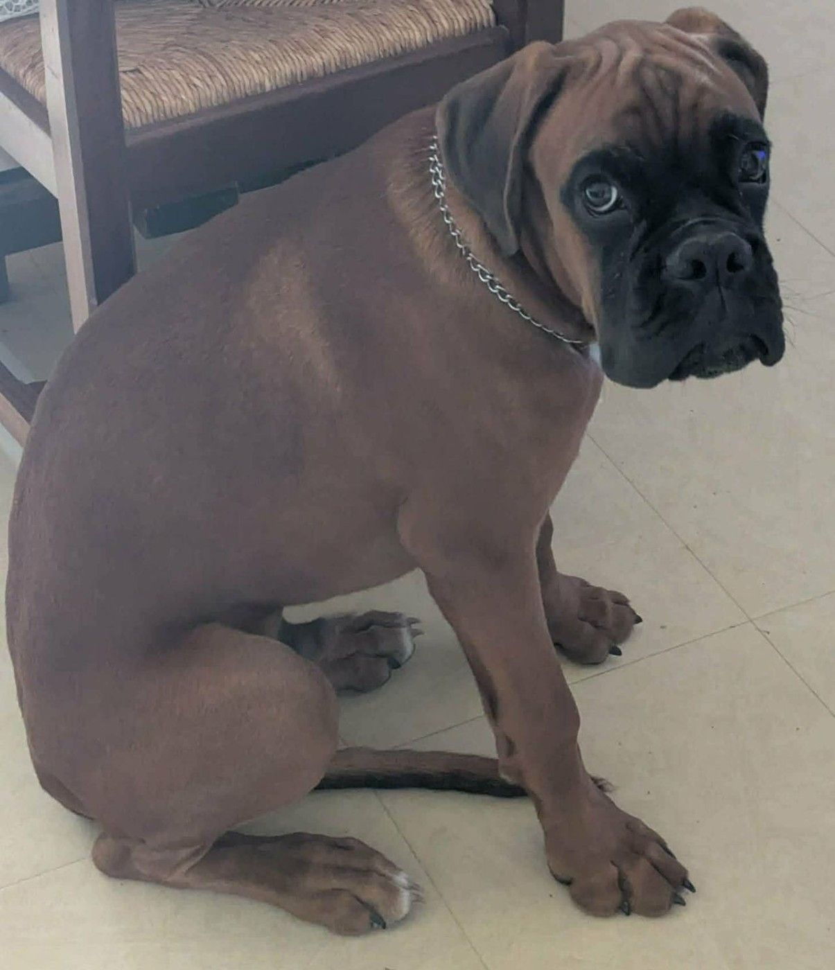 Du Pays Des Bastides - Chiots disponibles - Boxer
