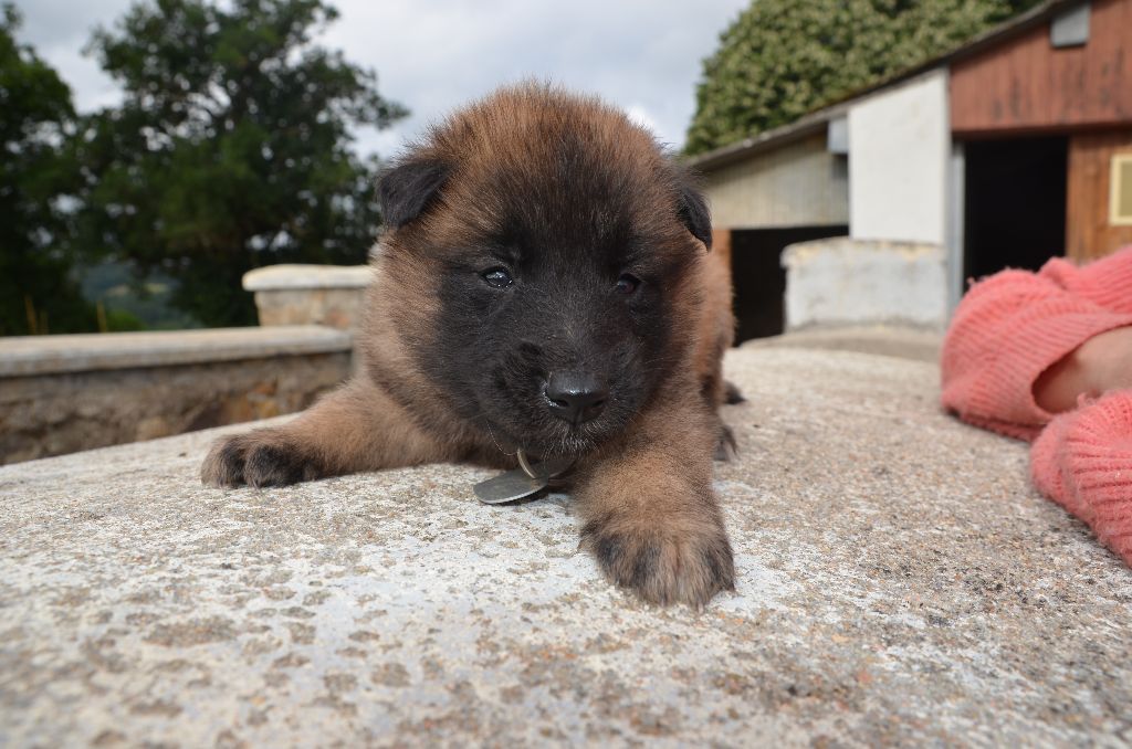 Du Pays Des Bastides - Chiots disponibles - Berger Belge