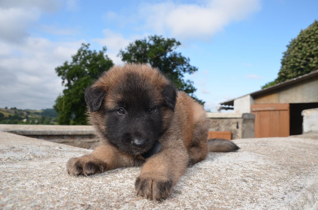 Du Pays Des Bastides - Chiots disponibles - Berger Belge