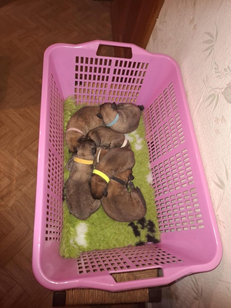 Chiot Berger Belge Du Pays Des Bastides